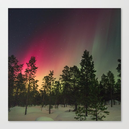 Into the woods Canvas Print