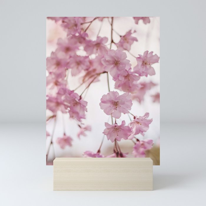 Cherry Blossom Baby Mini Art Print