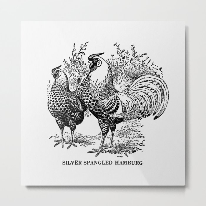 Silver Spangled Hamburg Metal Print