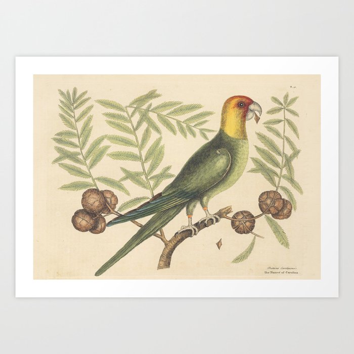 The Parrot of Carolina Vintage Bird Print, Mark Catesby, 18th Century Art Print