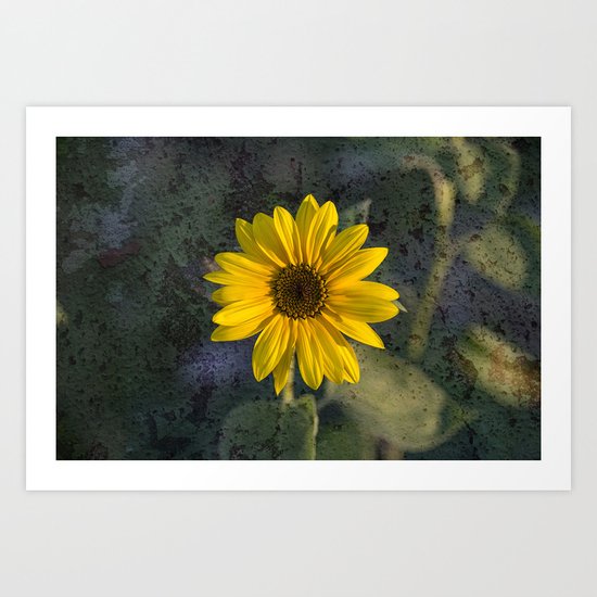 Sunflower texture Art Print