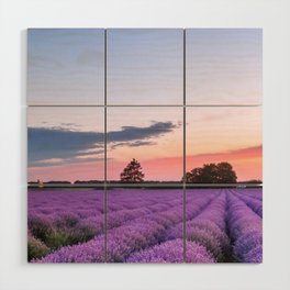 Sunset over fields of purple English lavender landscape color photograph / photography for kitchen, dining room, wall, and home decor Wood Wall Art