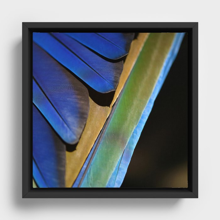 Framed Canvas
