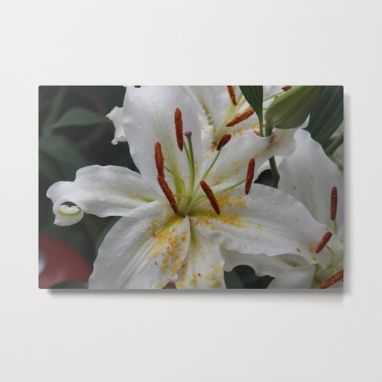 White lily Metal Print
