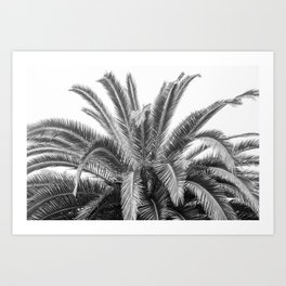 Botanical black and white palmtree art print - natural palm leaves nature and travel photography Art Print