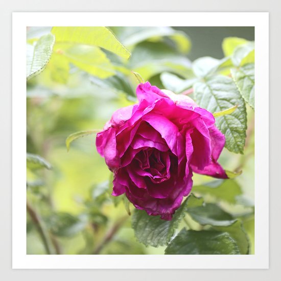 Wild Rose Art Print