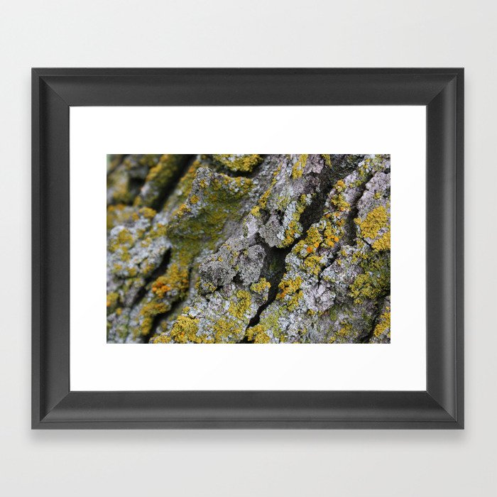 Lichen #1 Framed Art Print