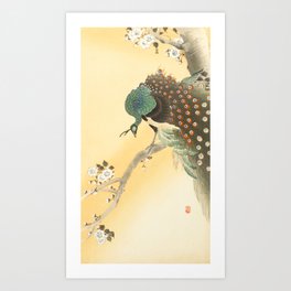 Peacock on a cherry blossom tree by Ohara Koson Art Print