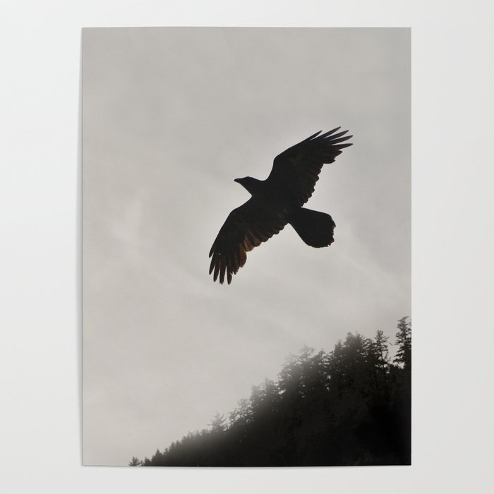 Raven Corvid Bird Northwest Mist Fog Forest Beach Landscape Oregon Poster