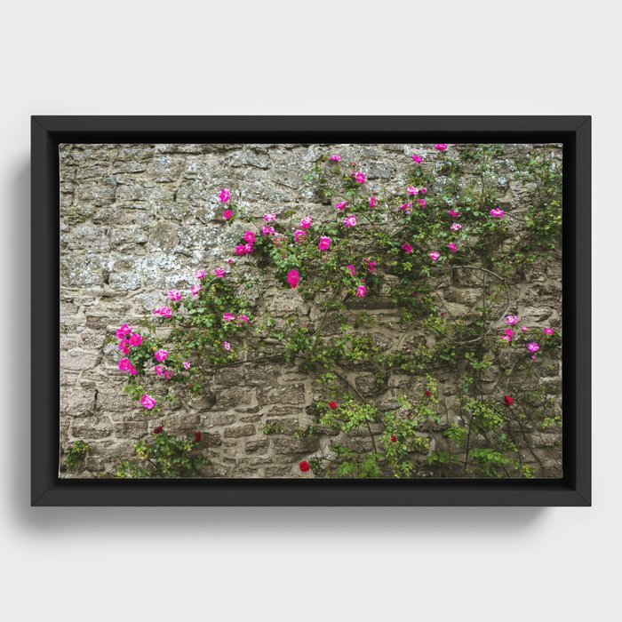Pink and Red Flowers Growing on a Brick Castle Wall Framed Canvas