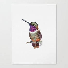 Cute Purple Hummingbird Canvas Print