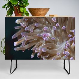 Anemone shrimp hanging out Credenza