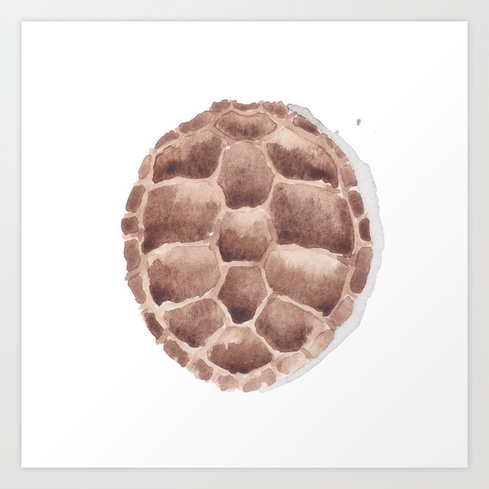Turtle Shell Art Print By Theaestate Society6,How To Keep White Shirts White Without Using Bleach