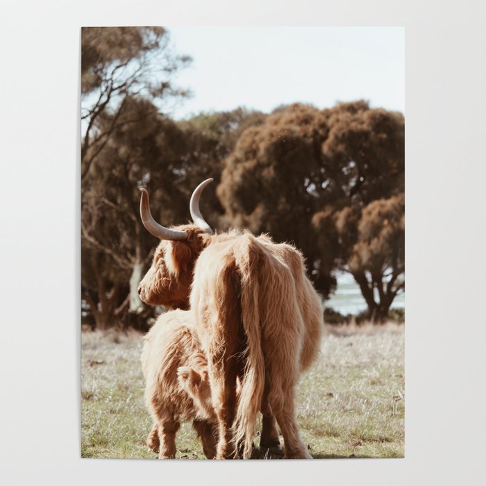 Highland Cow  Poster