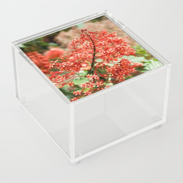 Scarlet Flora Acrylic Box