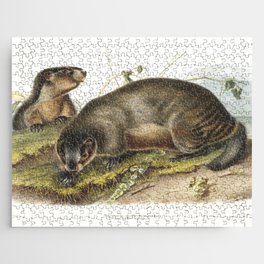 Hoary Marmot (Arctomys pruinosus) from the viviparous quadrupeds of North America (1845) illustrated by john james audubon Jigsaw Puzzle