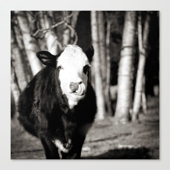 Cowlick Canvas Print