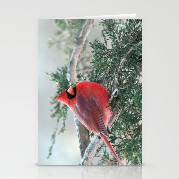Red on Red: Northern Cardinal Stationery Cards