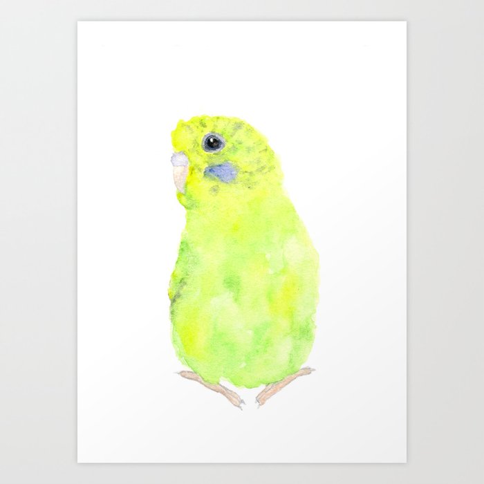 Budgie, parakeet bird Art Print