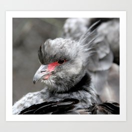 Ugly bird! Art Print | Digital, Nature, Photo 