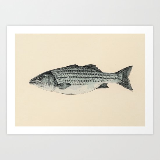 A Fish Art Print