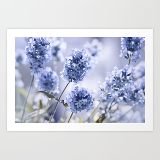 Lavender Blue 87 Art Print