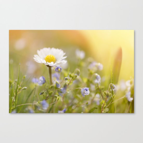 Daisy and court- Daisies Flowers Flower Meadow Spring #Society6 Canvas Print