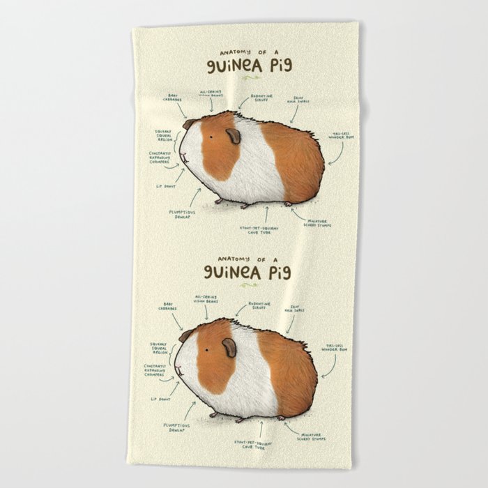 Anatomy Of A Guinea Pig Beach Towel By Sophiecorrigan Society6 Anatomy Of A Guinea Pig Beach Towel By, Can You Use Microfiber Towels For Guinea Pig Bedding