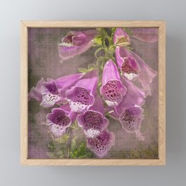 Purple Foxglove, a Wildflower of Yosemite Framed Mini Art Print