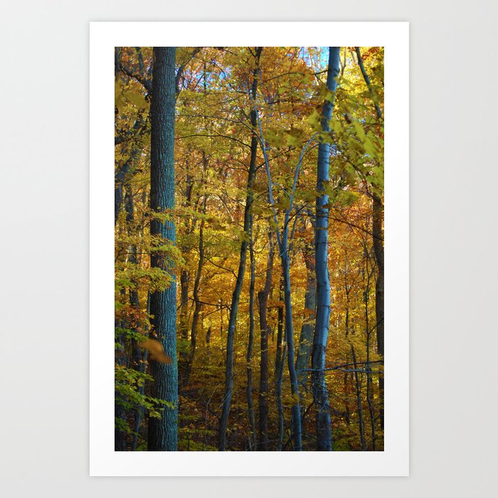 The Forrest in Autumn Art Print