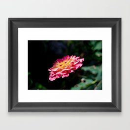 Dahlia flower in full bloom Framed Art Print