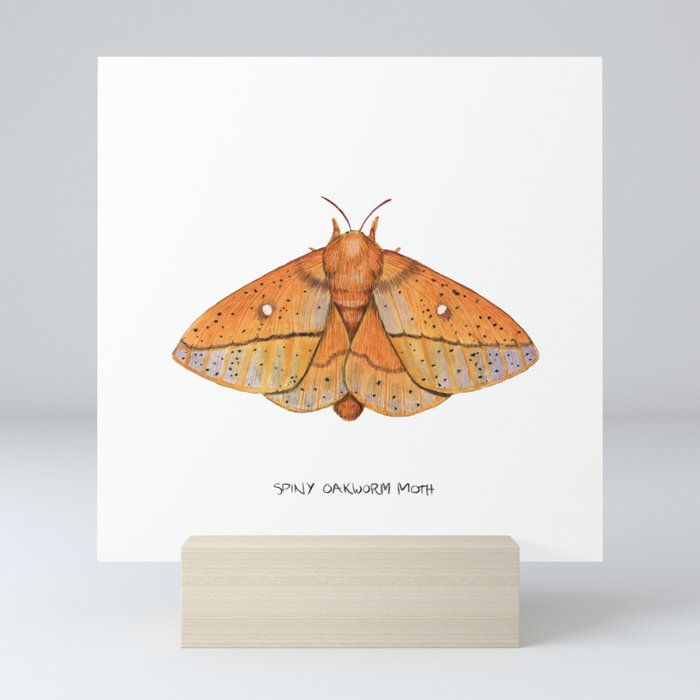 Spiny Oakworm Moth (Anisota stigma) Mini Art Print
