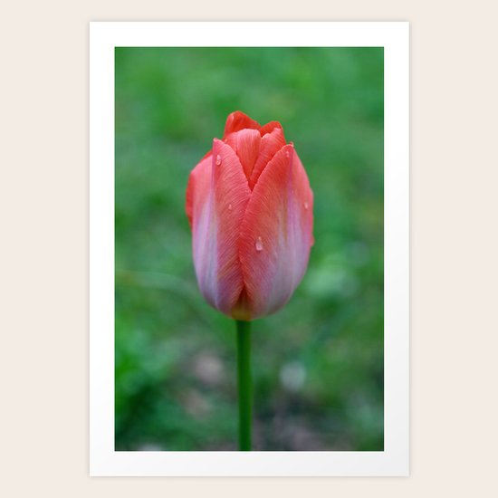 Tulip Art Print