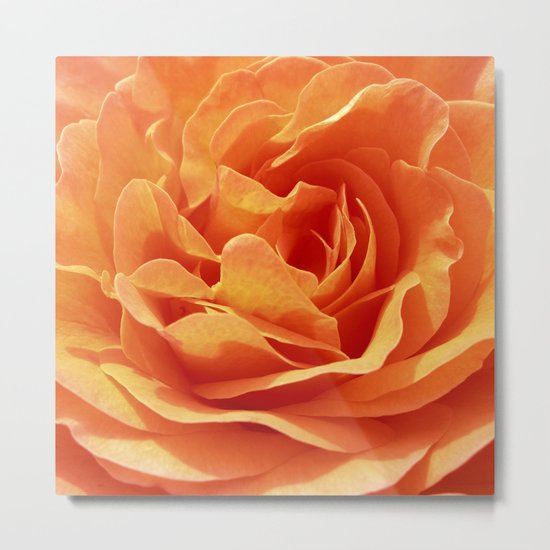 orange rose petals X Metal Print