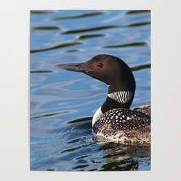 Loon on the Water Poster