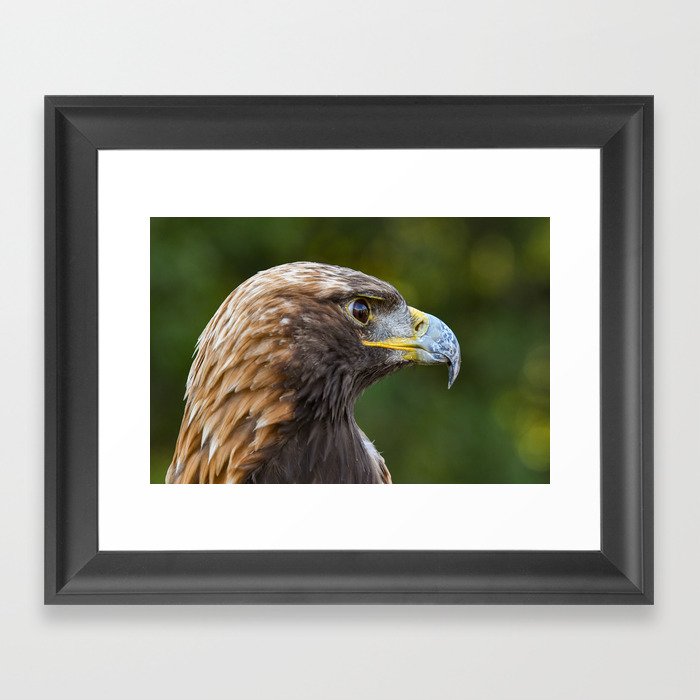 Golden Eagle Framed Art Print