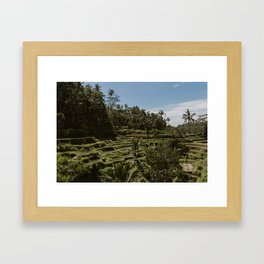 Rice Fields - Ubud - Bali Framed Art Print