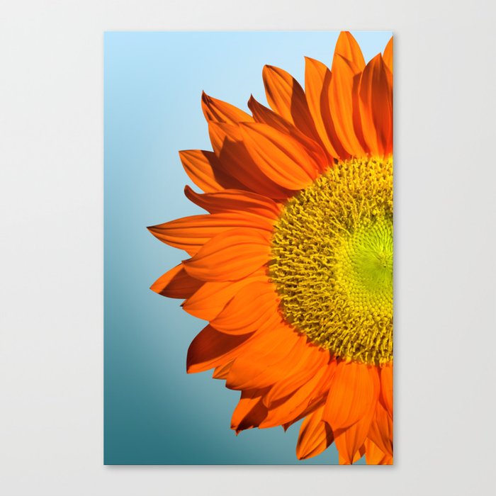sunflowers nature design Canvas Print