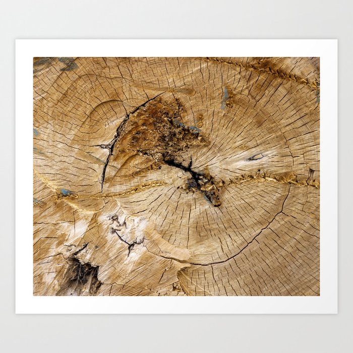 Detail of year rings in worn out tree trunk close-up, weathered and torn Art Print