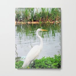 The Great White Egret Metal Print | White, Digital, Bird, Color, Nature, Photo, Birdlover, Largebig, Tropicalbird, Nadiabonello 