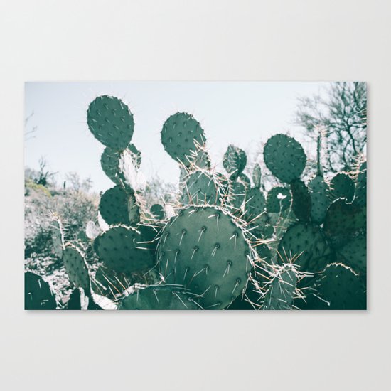 Arizona Cactus II Canvas Print