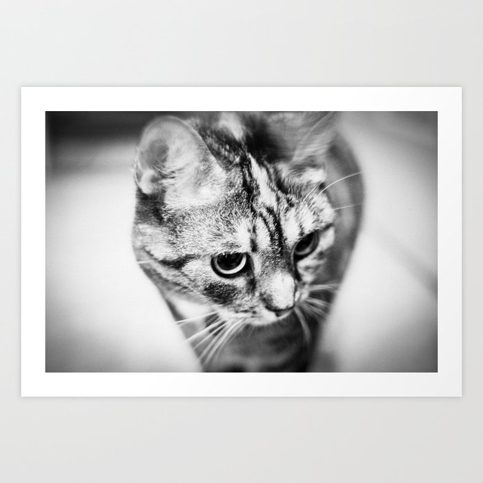 cat Art Print