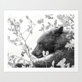 Foraging Black Bear Wildlife Photography Black and White Art Print