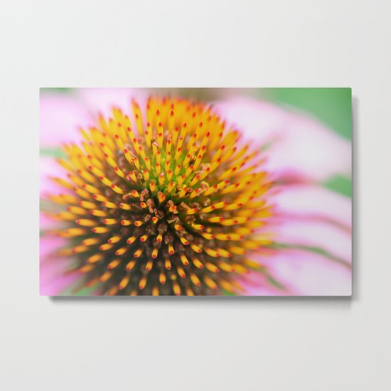 Coneflower Metal Print