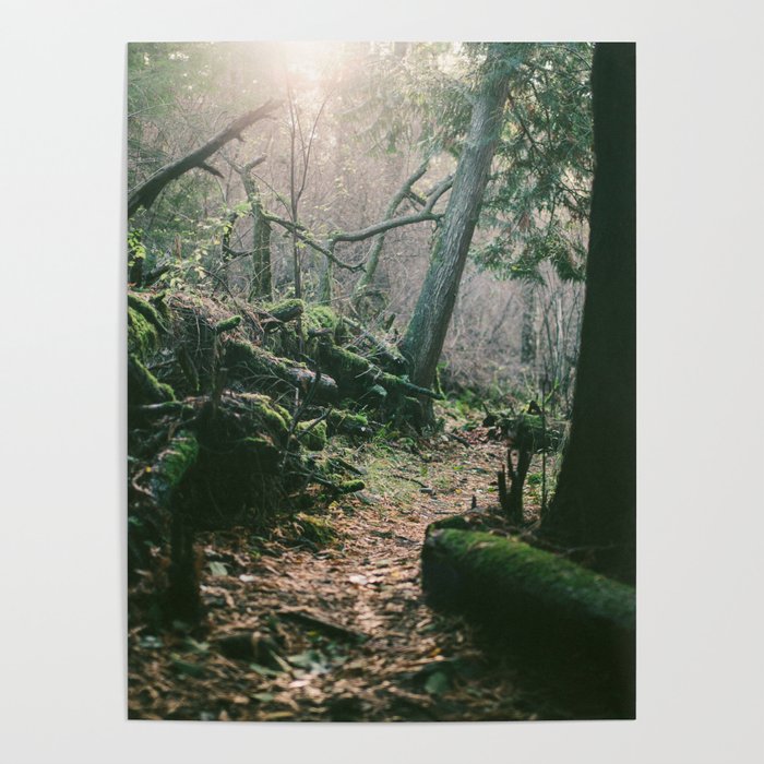 ORCAS ISLAND FOREST Poster