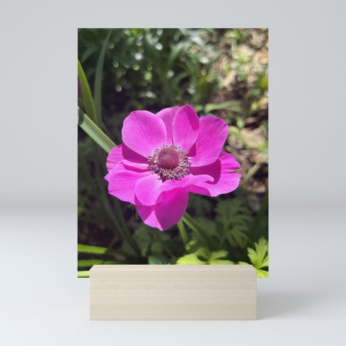 Fuchsia Poppy Anemone Mini Art Print