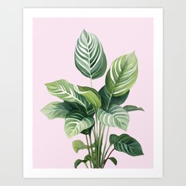Calathea Plants Art Print