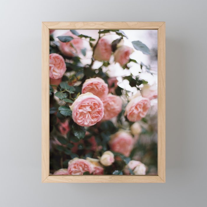 Pink Garden Roses Framed Mini Art Print