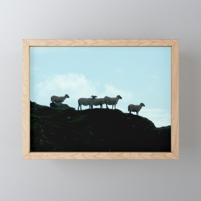 Galway Sheep Framed Mini Art Print