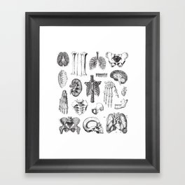Human Anatomy Framed Art Print